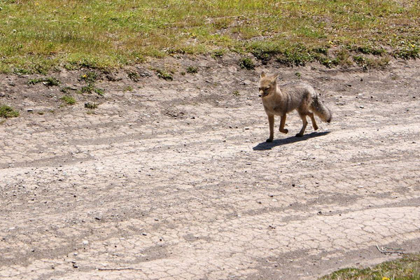 Torres del Paine 06