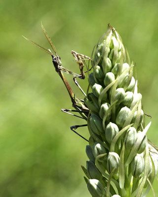 Macros bestioles - Empuses 05