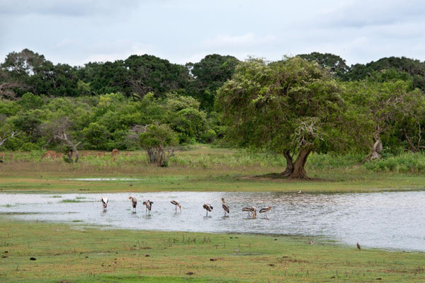 Parc national de Yala 04