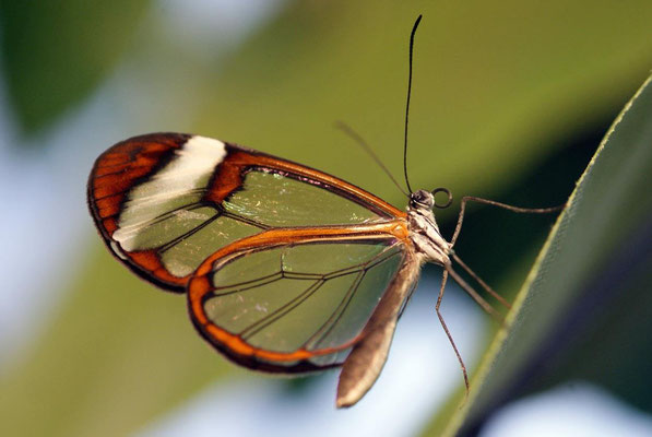Macros bestioles - Papillons de serre 04