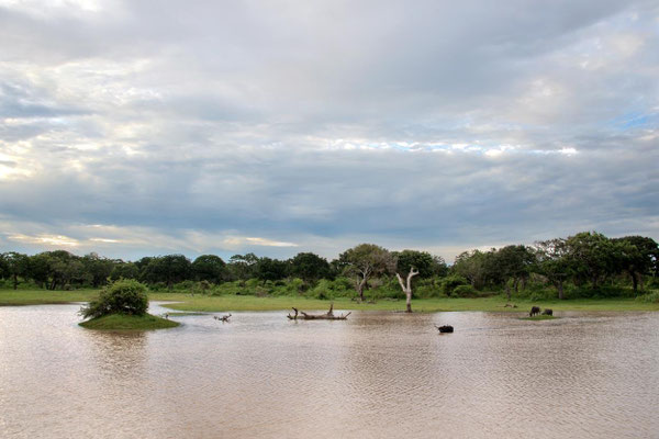 Parc national de Yala 13