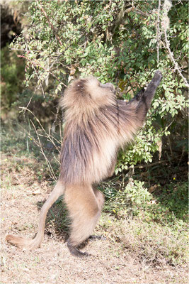 ETHIOPIE - Parc du Siemen - Primate Gélada 11
