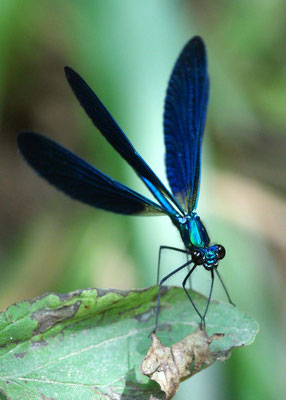 Macros bestioles - Libellules 13