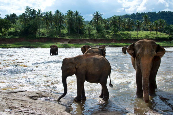 Orphelinat des éléphants 03
