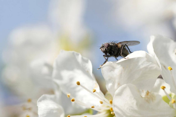 Macros bestioles - Mouches 04