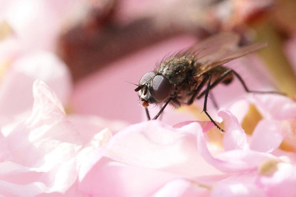 Macros bestioles - Mouches 05