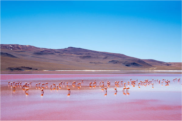 Laguna colorada 09