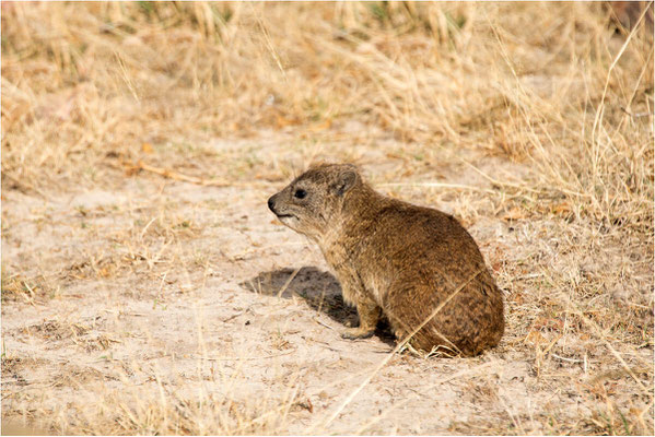 ETHIOPIE - Ghéralta-Eglises du Tigré- Marmotte 11