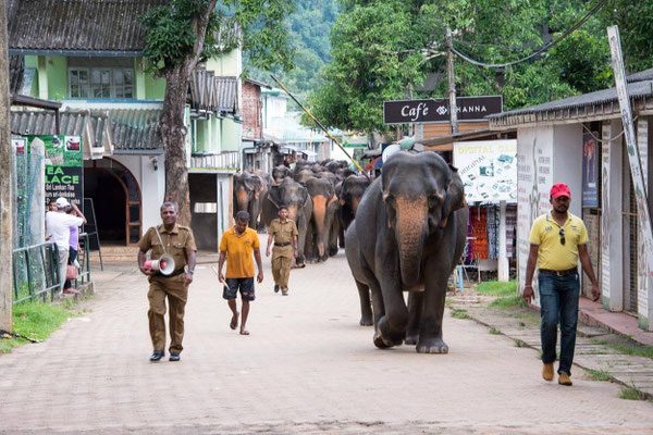 Orphelinat des éléphants 14