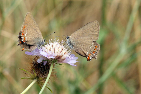 Macros bestioles - Papillons nature 07