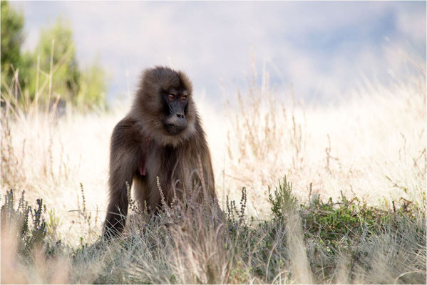 ETHIOPIE - Parc du Siemen - Primate Gélada 06