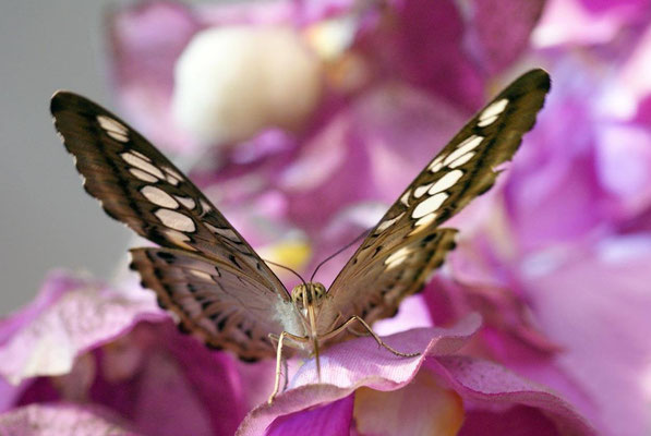 Macros bestioles - Papillons de serre 02