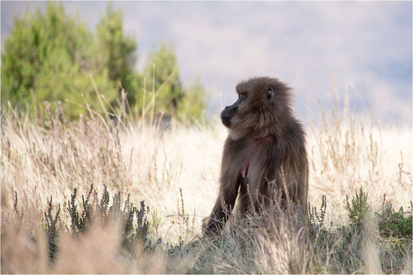 ETHIOPIE - Parc du Siemen - Primate Gélada 05
