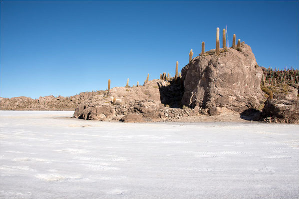 Salar de Uyuni 22 - Ile de Incahuasi