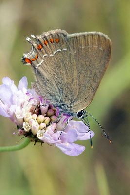 Macros bestioles - Papillons nature 03