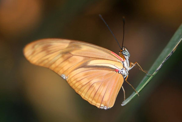 Macros bestioles - Papillons de serre 09