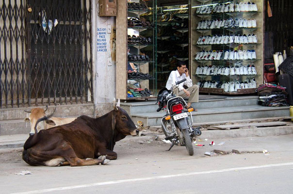 Bikaner ville 03 - La vache est sacrée dans toute l'Inde