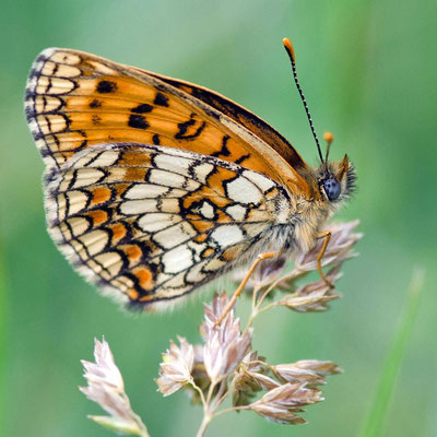 Macros bestioles - Papillons nature 16