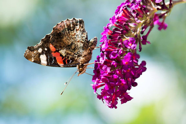 Macros bestioles - Papillons nature 19