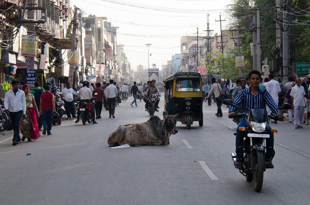 Bikaner ville 01 - La vache est sacrée dans toute l'Inde