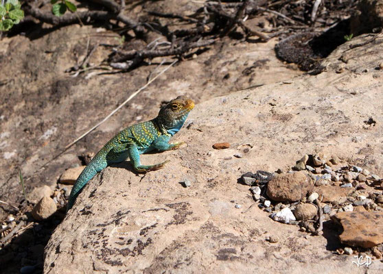 Animalier Autres 05 - Lézard à collier