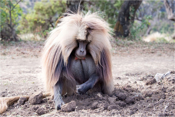 ETHIOPIE - Parc du Siemen - Primate Gélada 16