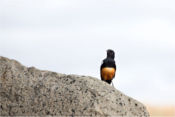 ETHIOPIE - Axoum - Parc des stèles 03 - White-winged cliff chat - oiseau endémique