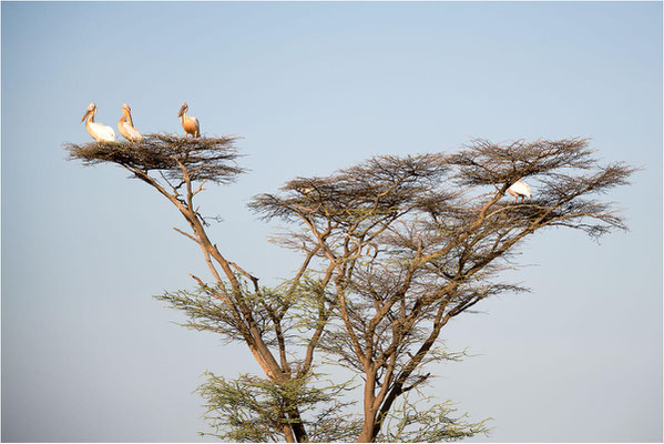 Ethiopie -  Sur la route 04 - Pellicans