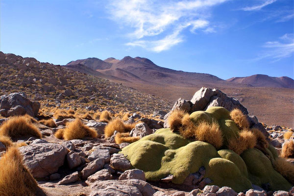 Geysers du Tatio 13 - Llareta, plante médicinale protégée - croissance de 1 mm par 1an