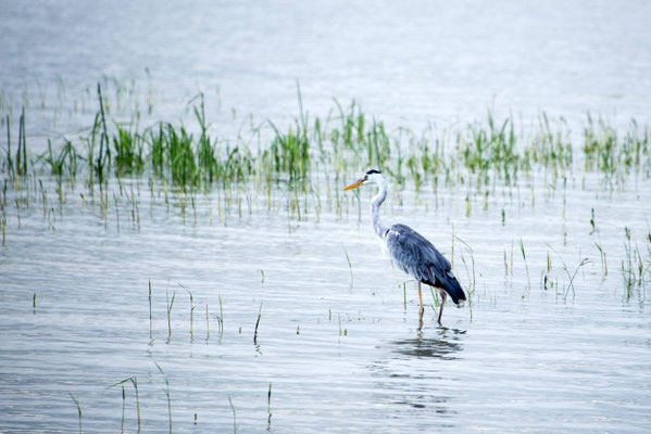 Parc national de Yala 11