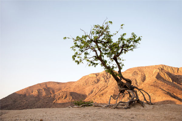 Paysages 78 - Namibie