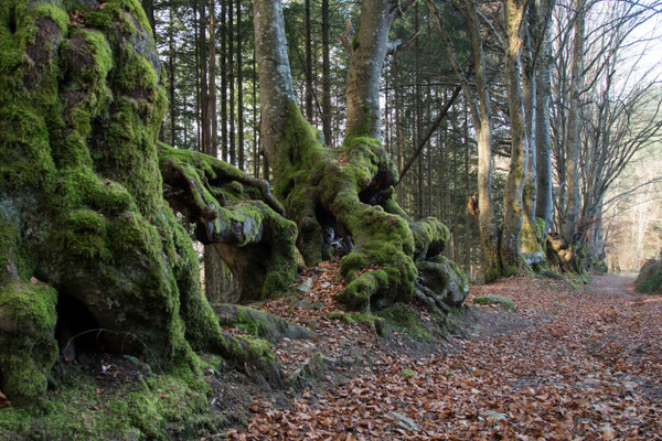 Allée des géants 09