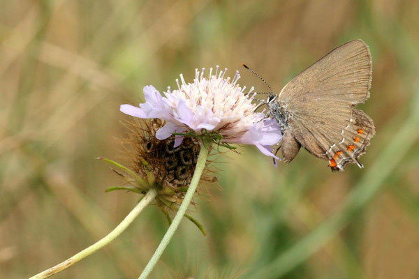 Macros bestioles - Papillons nature 06