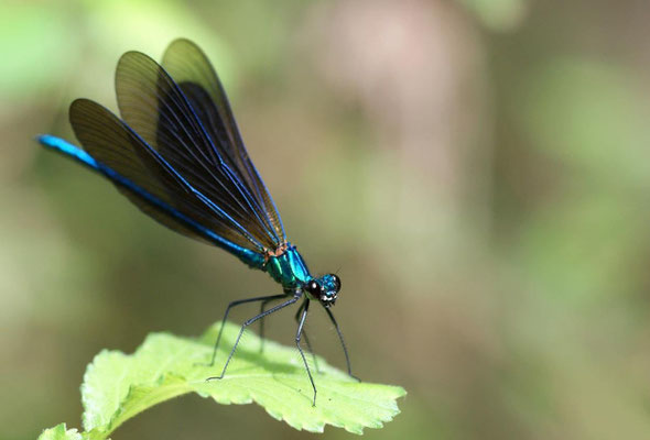 Macros bestioles - Libellules 16