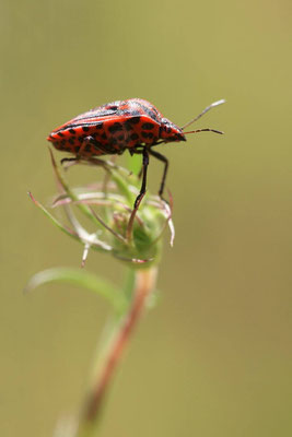 Macros bestioles - Punaises 07