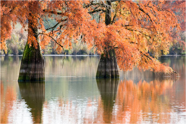 Cyprès chauves 18 - Automne 2018