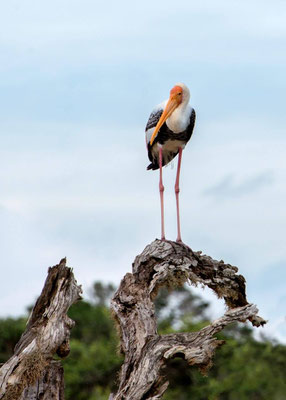 Parc national de Yala 06