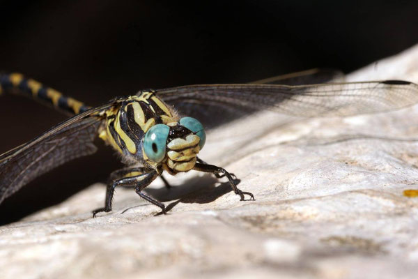 Macros bestioles - Libellules  18