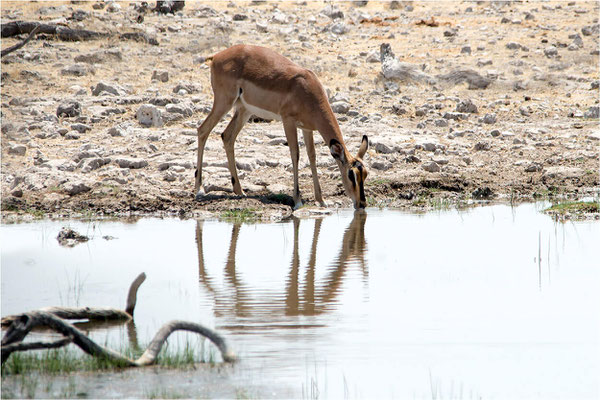 Springbok 02