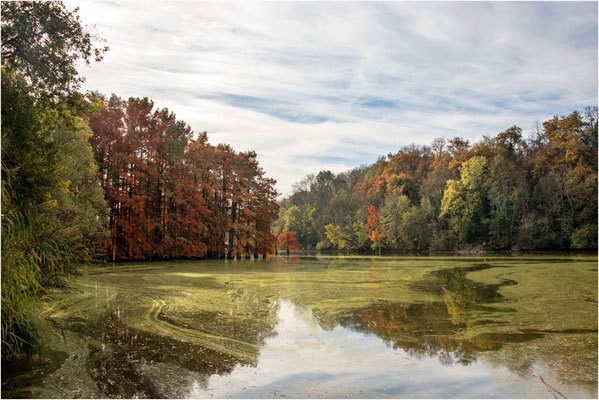 Cyprès chauves 09 - Automne 2018