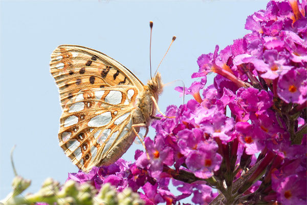 Macros bestioles - Papillons nature 24
