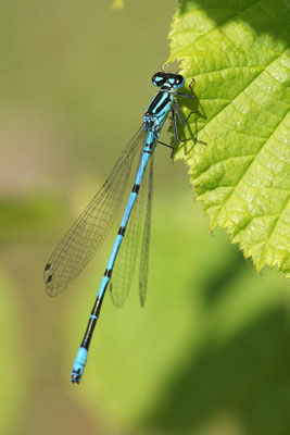 Macros bestioles - Libellules 03