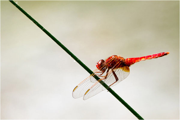 Macros bestioles - Libellules 23