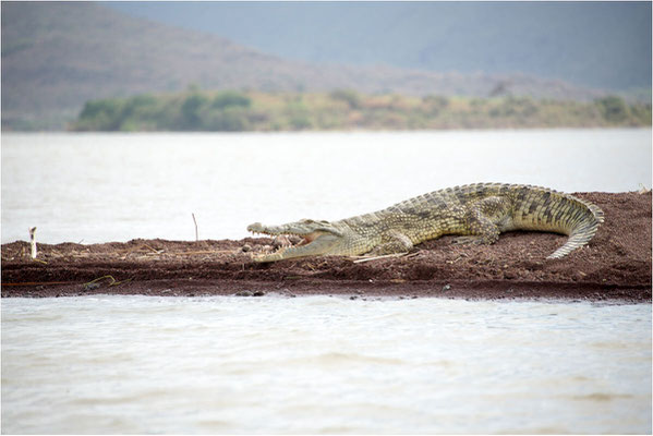 ETHIOPIE - Vallée de l'Omo - Lac Chamo 12