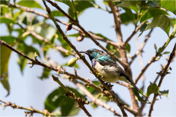 ETHIOPIE - Massif du Ghéralta 01 - Colibri