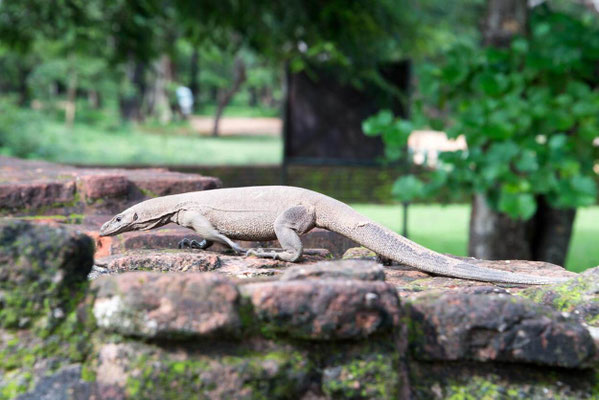 Polonnaruwa 04 - Varan