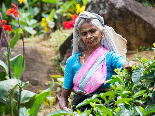 Sri Lanka - La route du thé 13