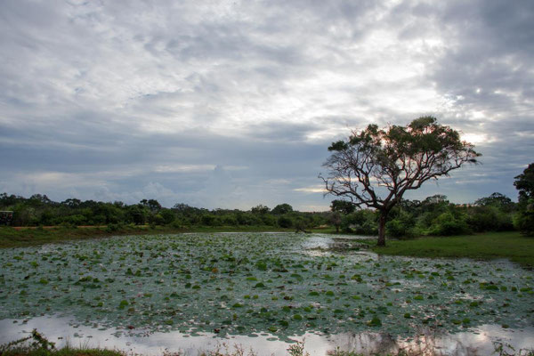 Parc national de Yala 08