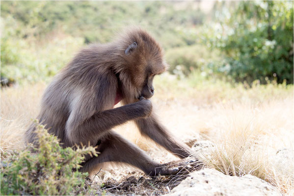 ETHIOPIE - Parc du Siemen - Primate Gélada 08
