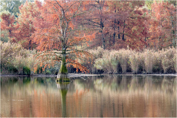 Cyprès chauves 11 - Automne 2018